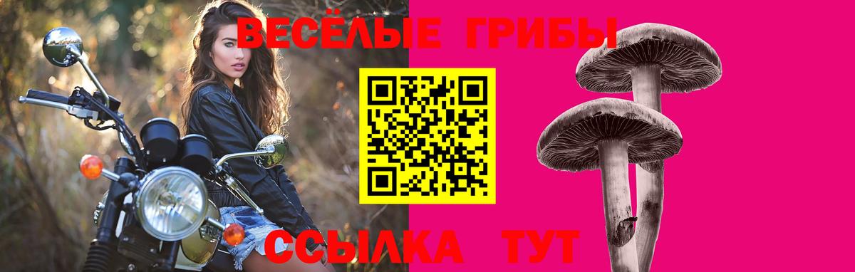 Галлюциногенные грибы Psilocybe Майский